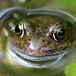 Common frog